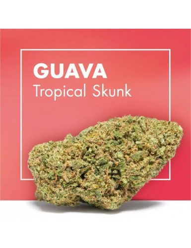 GUAVA (TROPICAL SKUNK) CBD...