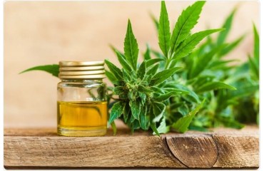 Efecto séquito en el Aceite de CBD