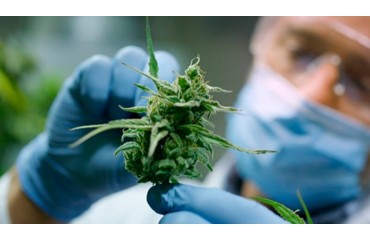 ¿Qué es el CBD?